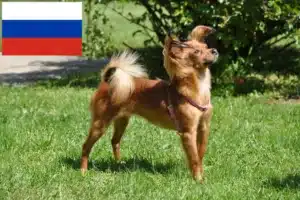Přečtete si více ze článku Chovatelé a štěňata Russkiy Toy v Rusku