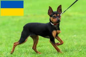 Přečtete si více ze článku Chovatelé a štěňata Russkiy Toy na Ukrajině