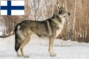 Přečtete si více ze článku Chovatelé vlčáků Saarloos a štěňata ve Finsku