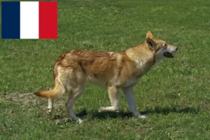 Přečtete si více ze článku Chovatelé vlčáků Saarloos a štěňata ve Francii