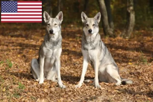 Přečtete si více ze článku Chovatelé vlčáků Saarloos a štěňata v USA