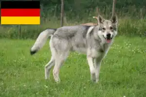 Přečtete si více ze článku Chovatelé vlkodavů Saarloos a štěňata v Německu