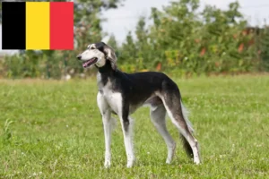 Přečtete si více ze článku Chovatelé saluki a štěňata v Belgii