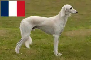 Přečtete si více ze článku Chovatelé saluki a štěňata ve Francii