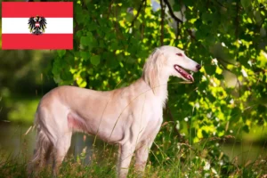 Přečtete si více ze článku Chovatelé saluki a štěňata v Rakousku