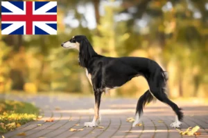 Přečtete si více ze článku Chovatelé saluki a štěňata ve Velké Británii