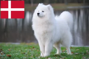 Přečtete si více ze článku Chovatelé samojedů a štěňata v Dánsku