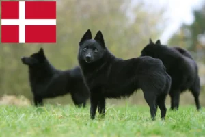 Přečtete si více ze článku Chovatelé a štěňata Schipperke v Dánsku