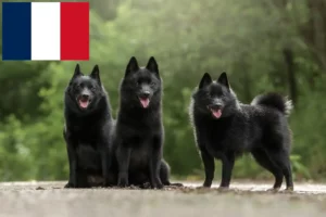 Přečtete si více ze článku Chovatelé a štěňata Schipperke ve Francii