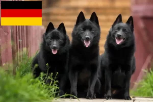 Přečtete si více ze článku Chovatelé a štěňata Schipperke v Německu