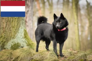 Přečtete si více ze článku Chovatelé a štěňata Schipperke v Nizozemsku
