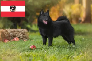 Přečtete si více ze článku Chovatelé a štěňata Schipperke v Rakousku