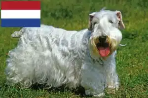 Přečtete si více ze článku Chovatelé sealyhamských teriérů a štěňat v Nizozemsku