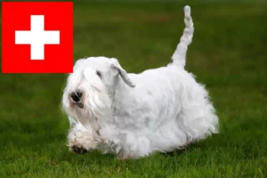 Přečtete si více ze článku Chovatelé sealyhamských teriérů a štěňat ve Švýcarsku