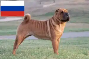 Přečtete si více ze článku Chovatelé šarpeje a štěňata v Rusku