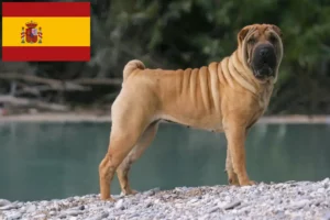 Přečtete si více ze článku Chovatelé šarpeje a štěňata ve Španělsku