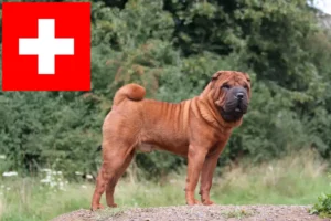 Přečtete si více ze článku Chovatelé šarpeje a štěňata ve Švýcarsku