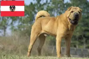 Přečtete si více ze článku Chovatelé šarpeje a štěňata v Rakousku