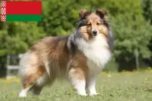 Přečtete si více ze článku Chovatelé sheltie a štěňata v Bělorusku