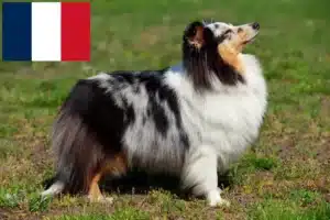 Přečtete si více ze článku Chovatelé sheltie a štěňata ve Francii