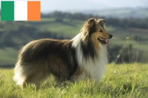 Přečtete si více ze článku Chovatelé sheltie a štěňata v Irsku