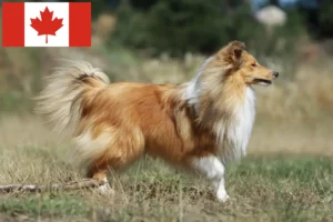 Přečtete si více ze článku Chovatelé sheltie a štěňata v Kanadě