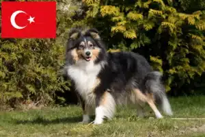 Přečtete si více ze článku Chovatelé sheltie a štěňata v Turecku