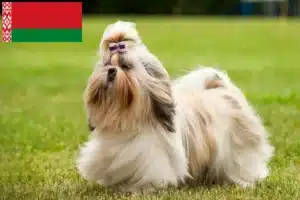 Přečtete si více ze článku Chovatelé shih tzu a štěňat v Bělorusku