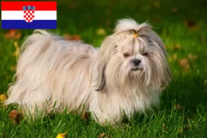 Přečtete si více ze článku Chovatelé shih tzu a štěňat v Chorvatsku