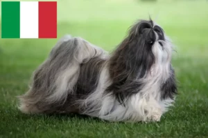 Přečtete si více ze článku Chovatelé shih tzu a štěňata v Itálii