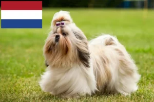 Přečtete si více ze článku Chovatelé shih tzu a štěňata v Nizozemsku