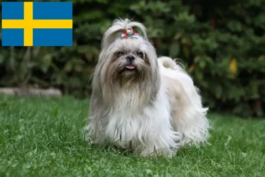 Přečtete si více ze článku Chovatelé shih tzu a štěňata ve Švédsku