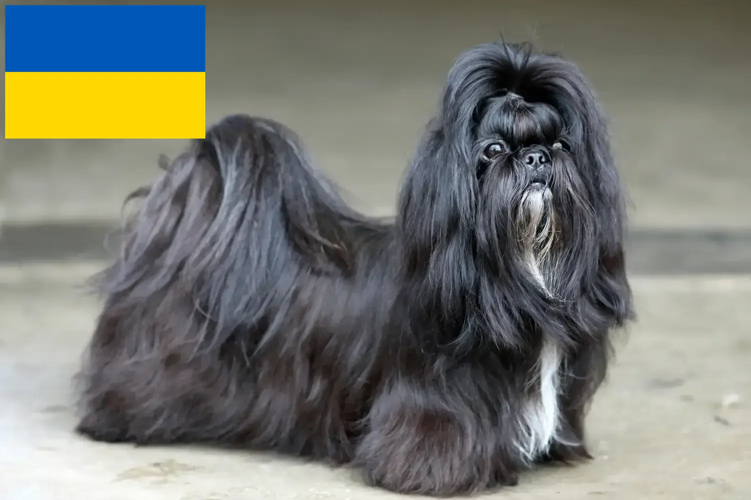 Shih Tzu štěňata a chovatelé Ukrajina Zde najdete chovatele Shih Tzu na Ukrajině.