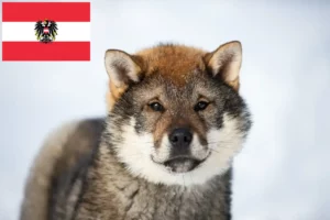 Přečtete si více ze článku Chovatelé shikoku a štěňata v Rakousku