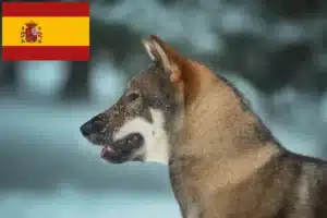 Přečtete si více ze článku Chovatelé shikoku a štěňata ve Španělsku