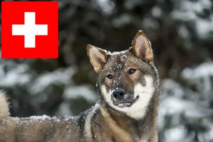 Přečtete si více ze článku Chovatelé shikoku a štěňata ve Švýcarsku