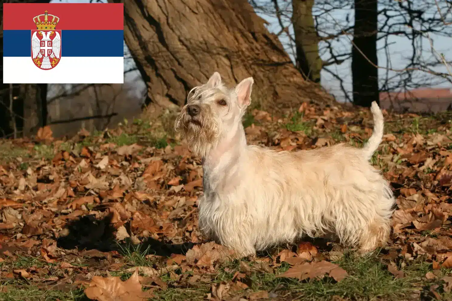 Skotský teriér - štěňata a chovatelé Srbsko Zde najdete chovatele skotských teriérů v Srbsku.