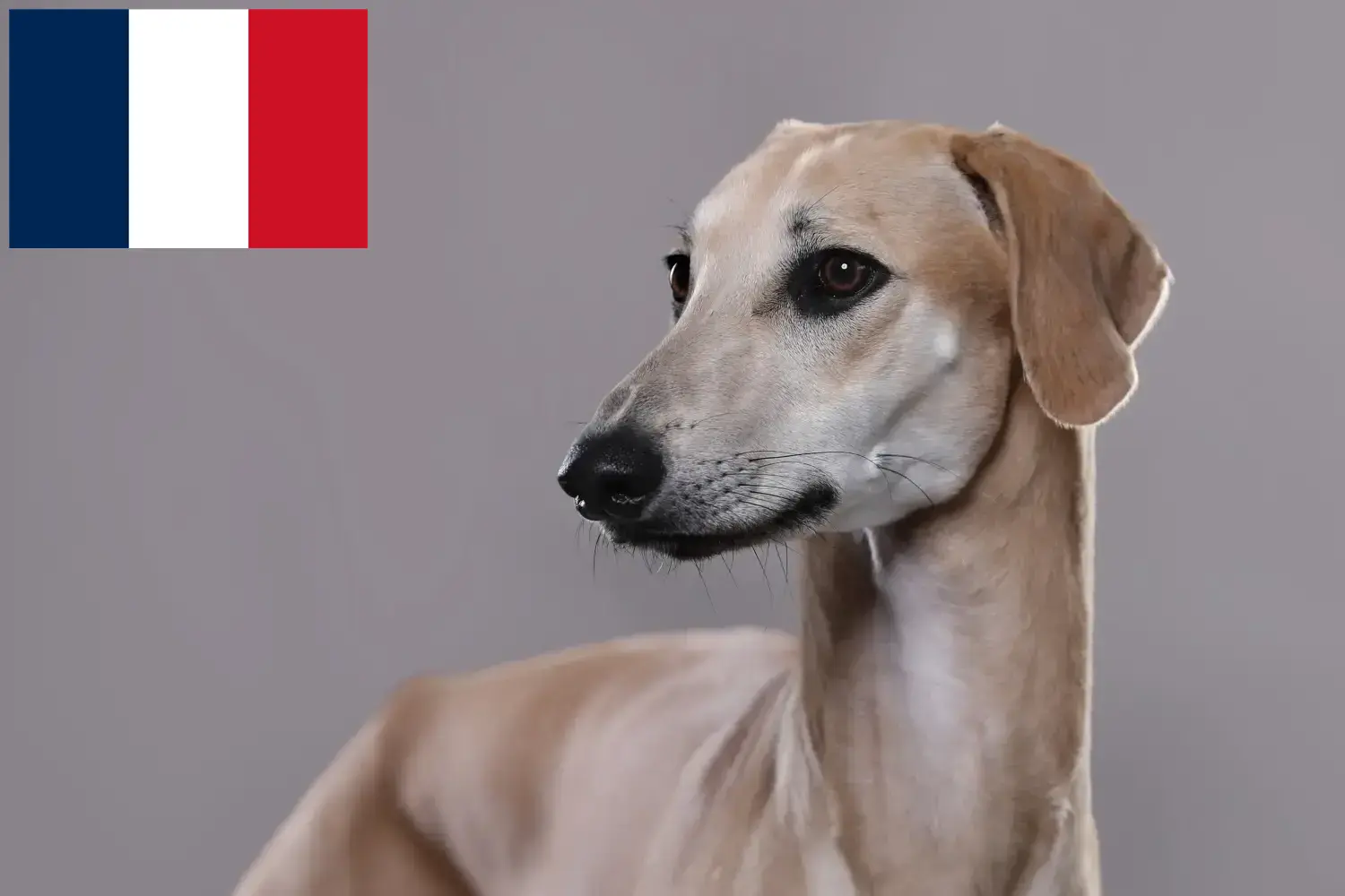 Sloughi štěňata a chovatelé Francie Zde najdete chovatele plemene Sloughis ve Francii.