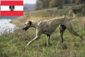 Přečtete si více ze článku Chovatelé a štěňata Sloughi v Rakousku