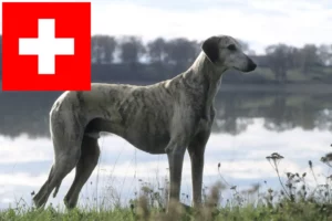 Přečtete si více ze článku Chovatelé a štěňata Sloughi ve Švýcarsku