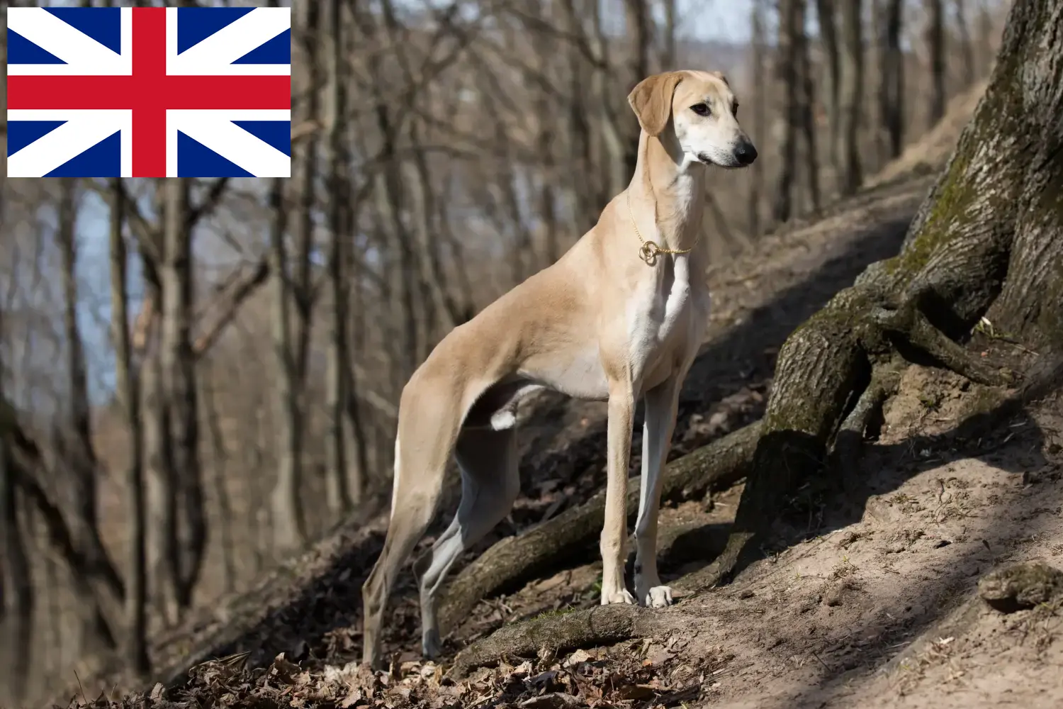 Sloughi štěňata a chovatelé Velká Británie Zde najdete chovatele plemene Sloughis ve Velké Británii.