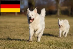 Přečtete si více ze článku Slovensky Cuvac chovatelé a štěňata v Německu