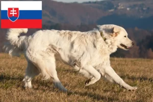 Přečtete si více ze článku Slovensky Cuvac chovatelé a štěňata na Slovensku