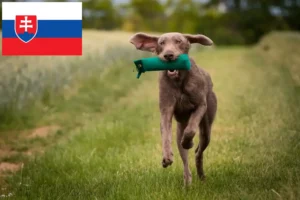 Přečtete si více ze článku Chovatelé slovenských drátosrstých ohařů a štěňat na Slovensku