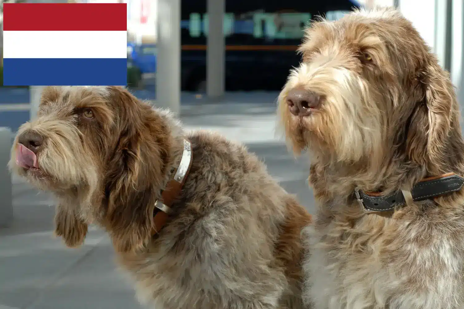 Spinone Italiano štěňata a chovatelé Nizozemsko Zde najdete chovatele Spinone Italianos v Nizozemsku.