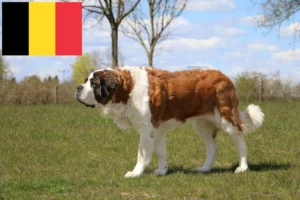 Přečtete si více ze článku Chovatelé bernardýnů a štěňat v Belgii