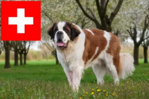 Přečtete si více ze článku Chovatelé bernardýnů a štěňat ve Švýcarsku