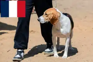 Přečtete si více ze článku Chovatelé švýcarských nížinných psů a štěňat ve Francii