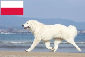 Přečtete si více ze článku Chovatelé tatranských ovčáků a štěňata v Polsku