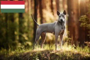Přečtete si více ze článku Chovatelé thajských ridgebacků a štěňata v Maďarsku